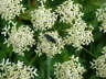 Blauschwarze Blattwespe - Arge gracilicornis
