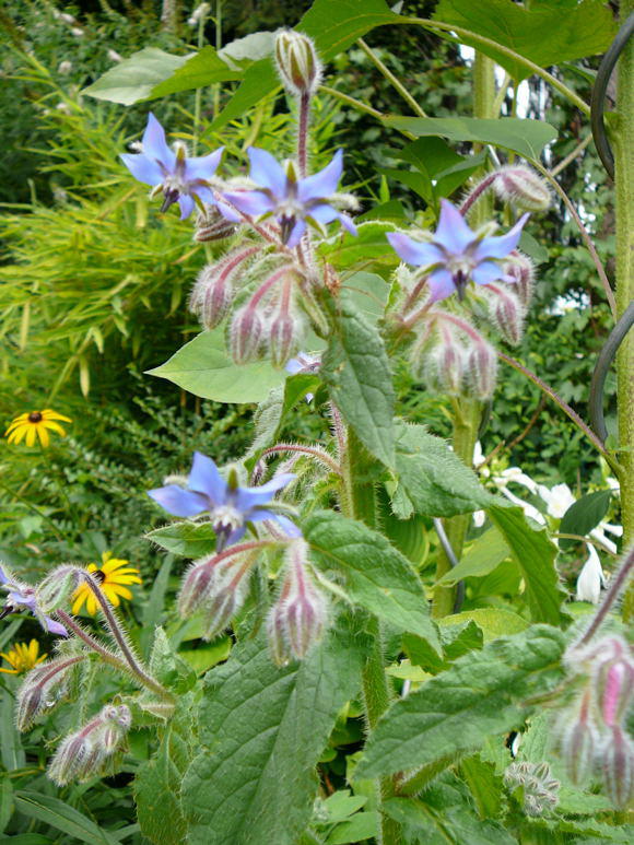 Borretsch - Borago officinalis