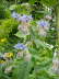 Borretsch - Borago officinalis