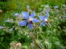 Borretsch - Borago officinalis