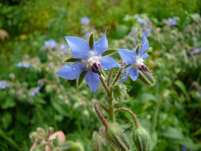 Borretsch - Borago officinalis