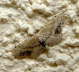 Braungewinkelter Zwergspanner - Idaea dimidiata 