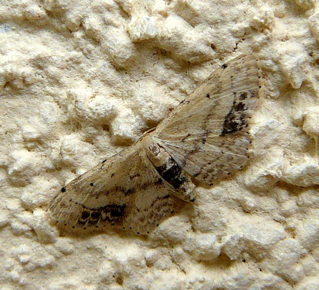 Braungewinkelter Zwergspanner - Idaea dimidiata 