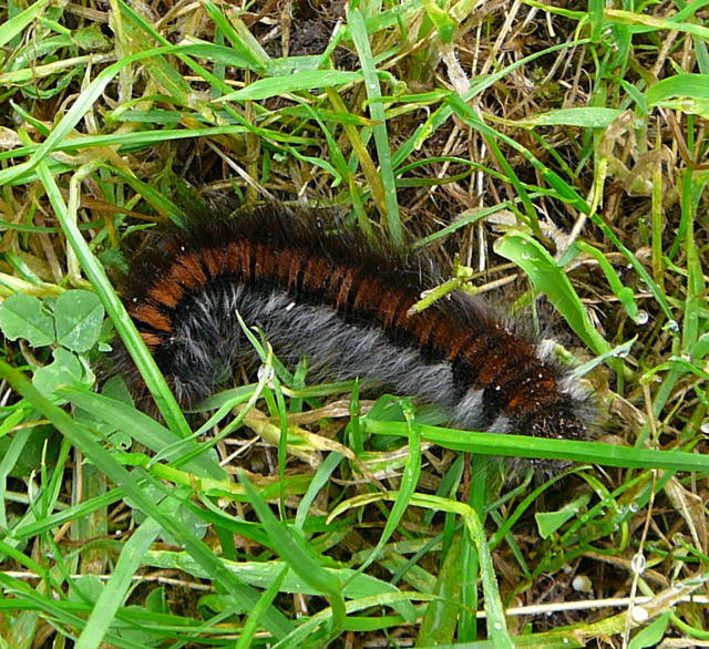 Brombeerspinner - Macrothylacia rubi