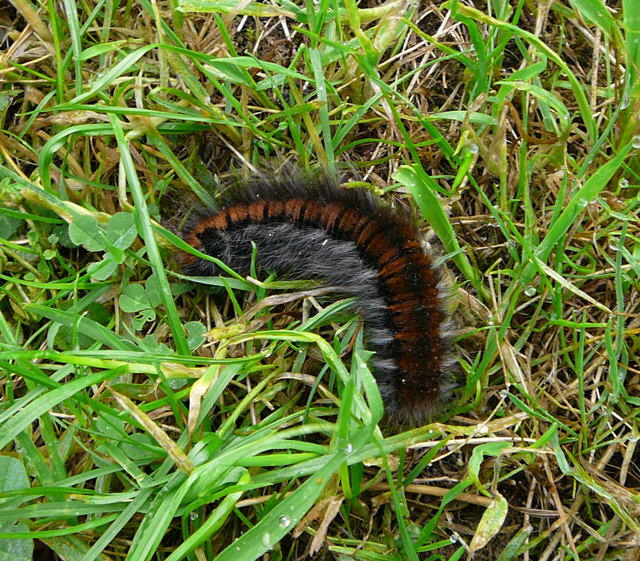 Brombeerspinner - Macrothylacia rubi