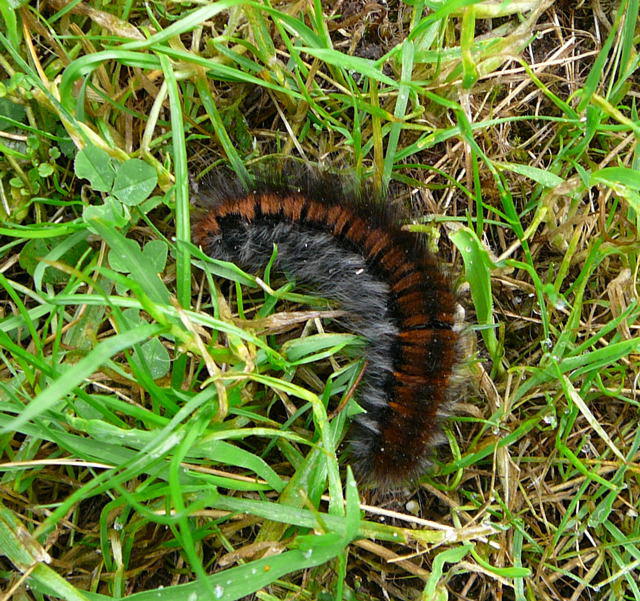 Brombeerspinner - Macrothylacia rubi