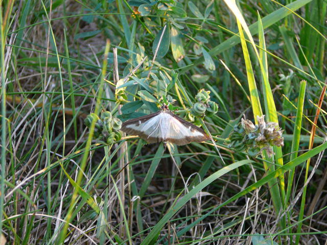 Buchsbaum-Znsler - Glyphodes perspectalis