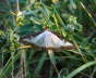 Buchsbaum-Znsler - Glyphodes perspectalis
