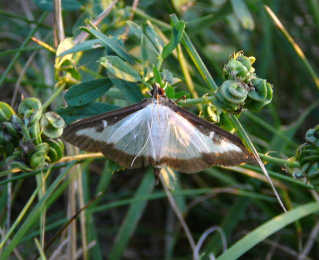 Buchsbaum-Znsler - Glyphodes perspectalis