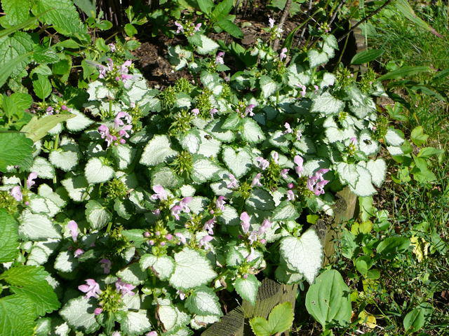Buntnessel - Solenostemon scutellarioides