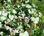 Buntnessel - Solenostemon scutellarioides