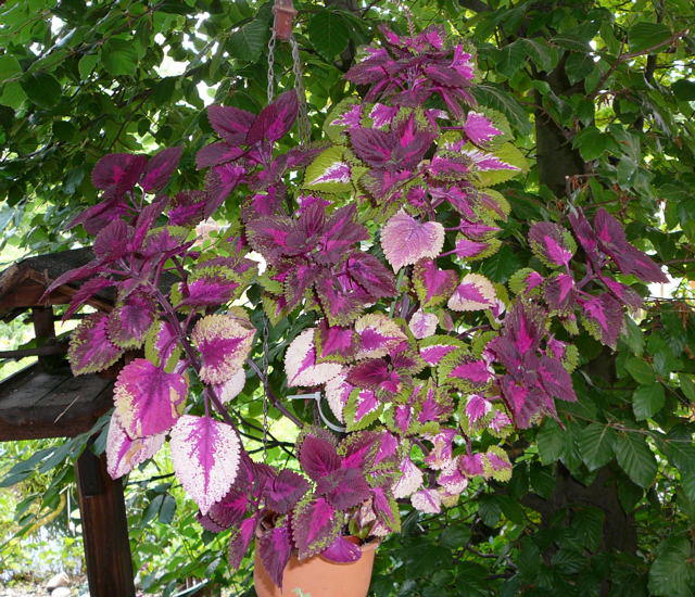 Buntnessel - Solenostemon scutellarioides