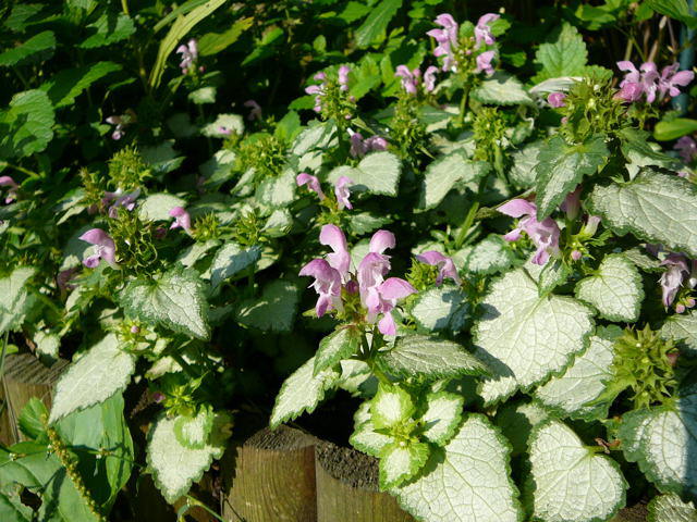 Buntnessel - Solenostemon scutellarioides