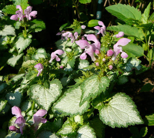 Buntnessel - Solenostemon scutellarioides