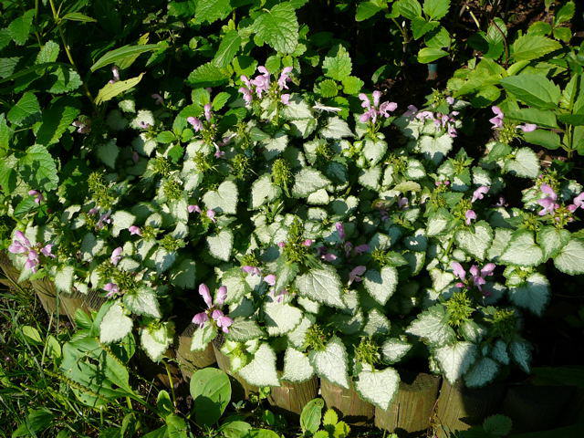 Buntnessel - Solenostemon scutellarioides