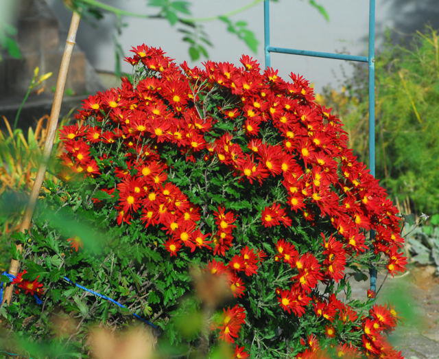 Chrysanthemen - Chrysanthemum 