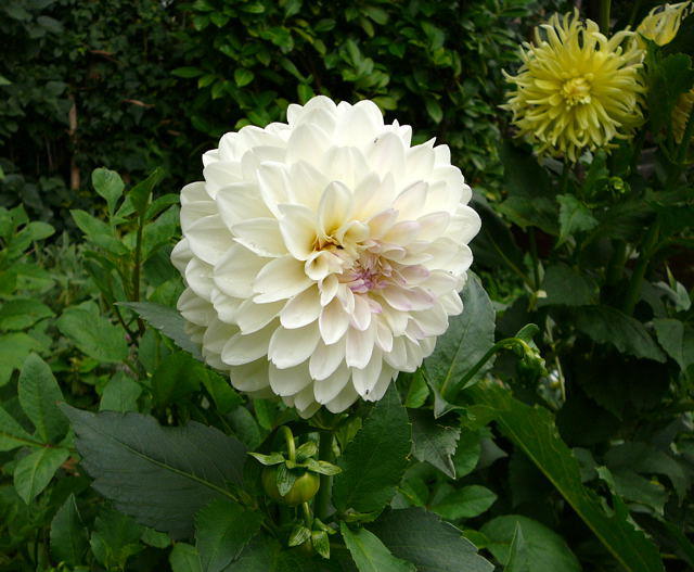 Dahlie - Dahlia hortensis