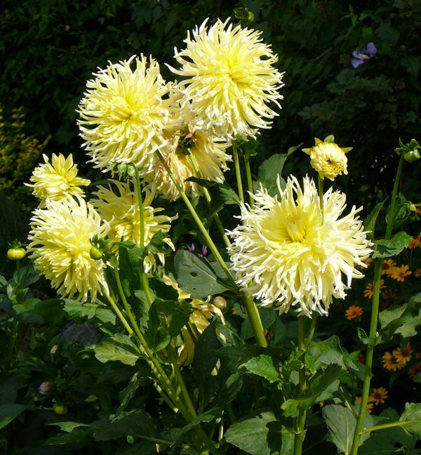 Dahlie - Dahlia hortensis
