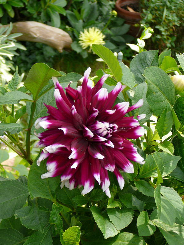 Dahlie - Dahlia hortensis