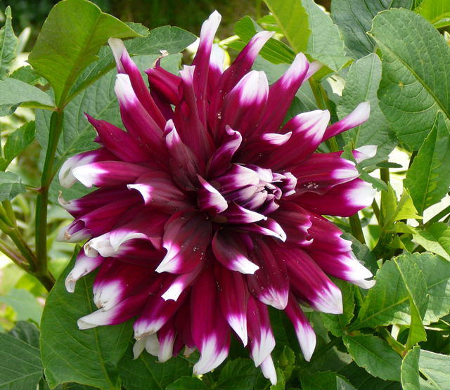 Dahlie - Dahlia hortensis