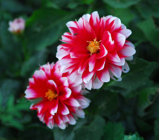 Dahlie - Dahlia hortensis