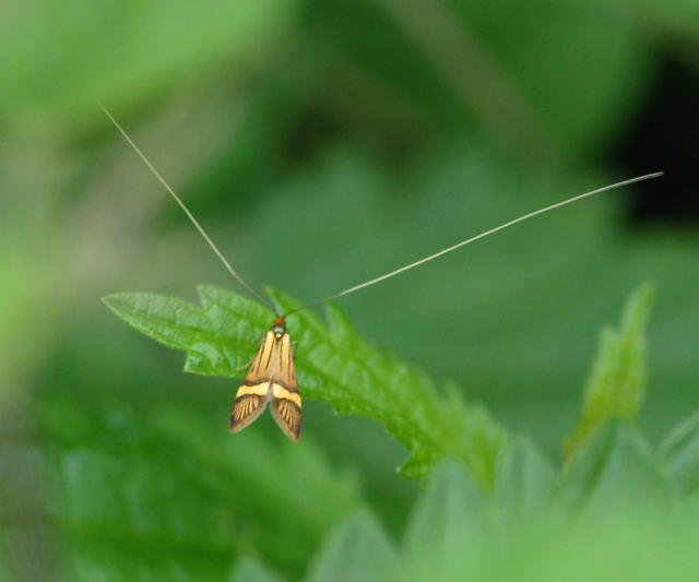 Degeers Langfhler  Nemophora degeerella Mai 2010 Hemsbach Graben NIKON 109