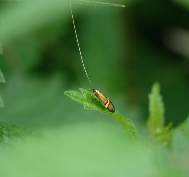 Degeers Langfhler  Nemophora degeerella