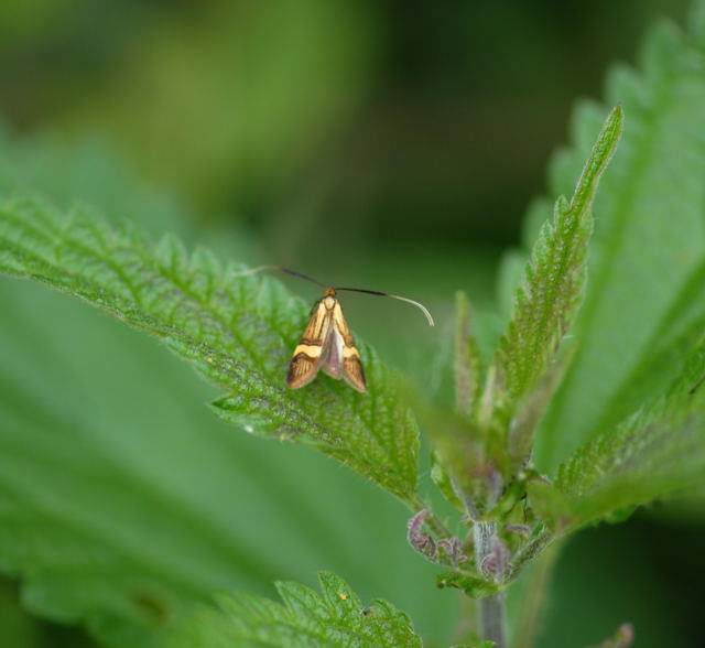 Degeers Langfhler  Nemophora degeerella