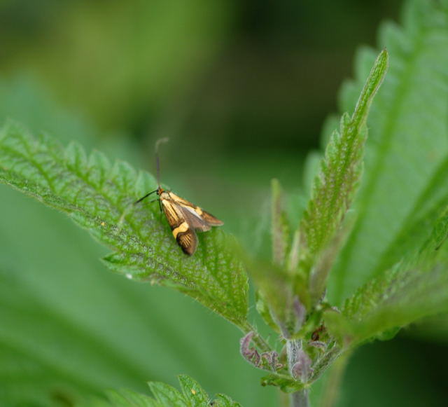 Degeers Langfhler  Nemophora degeerella