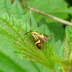 Degeers Langfhler  Nemophora degeerella