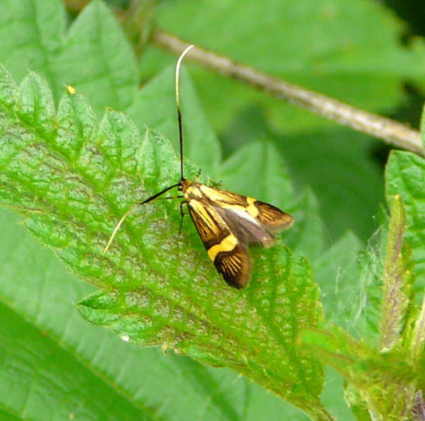 Degeers Langfhler  Nemophora degeerella