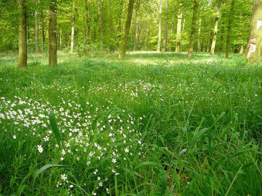 Echte Sternmiere - Stellaria holostea