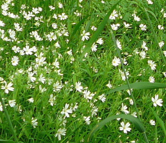 Echte Sternmiere - Stellaria holostea