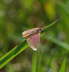 Evtl. Knterich-Purpurspanner - Lythria purpuraria cf.