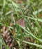 Evtl. Knterich-Purpurspanner - Lythria purpuraria cf.
