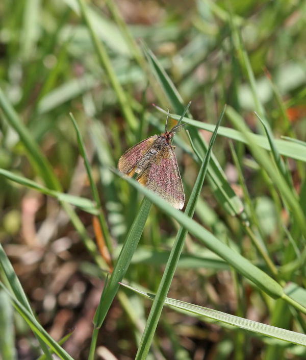 Evtl. Knterich-Purpurspanner - Lythria purpuraria cf.