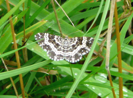 Fleckleib-Labkrautspanner - Epirrhoe tristata 