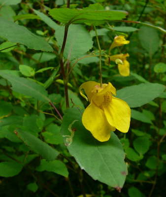 Echtes Springkraut - Impatiens noli-tangere