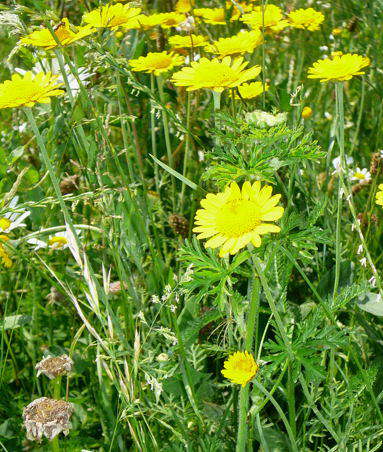 Frberkamille - Anthemis tinktoria