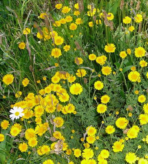 Frberkamille - Anthemis tinktoria