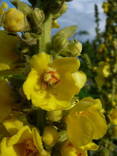Grobltige Knigskerze - Verbascum densiflorum