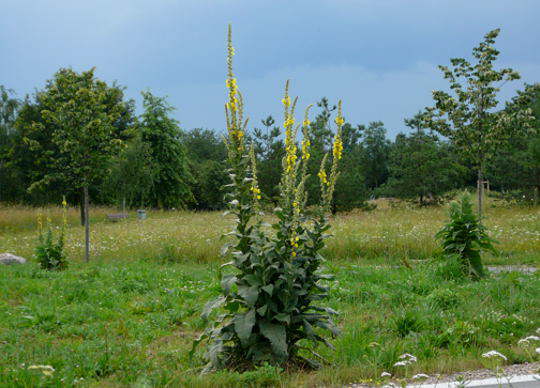 Grobltige Knigskerze - Verbascum densiflorum
