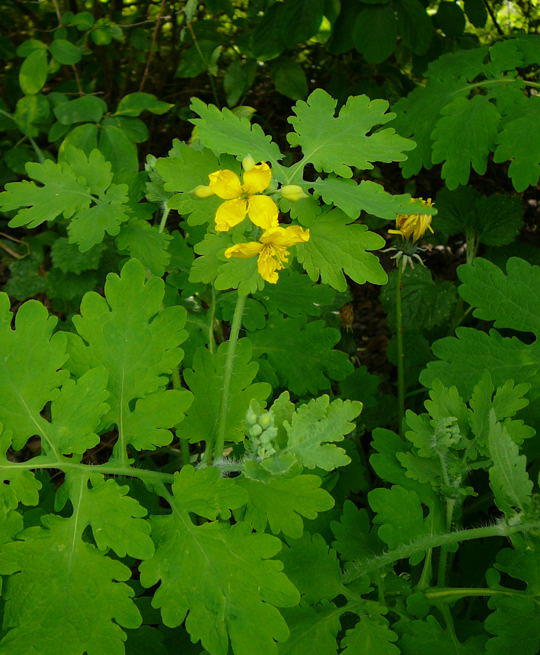 Groes Schllkraut - Chelidonium majus