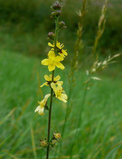 Kleiner Odermenning - Agrimonia eupatoria