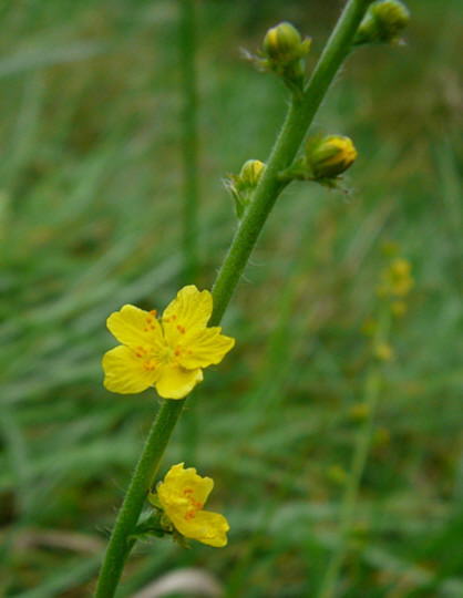 Kleiner Odermenning - Agrimonia eupatoria