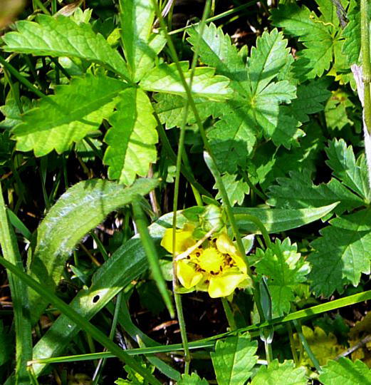 Kriechendes Fingerkraut - Potentilla reptans