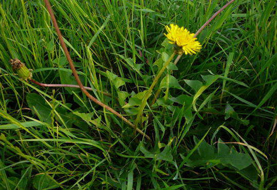 Lwenzahn - Taraxacum officinale