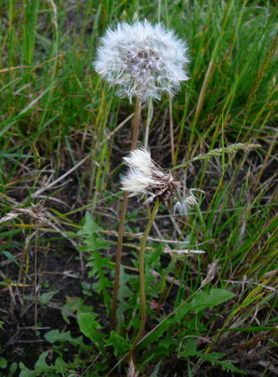 Lwenzahn - Taraxacum officinale