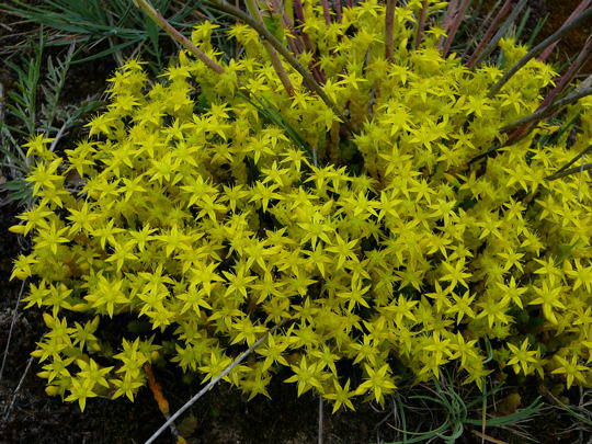 Scharfe Fetthenne (Mauerpfeffer) - Sedum acre