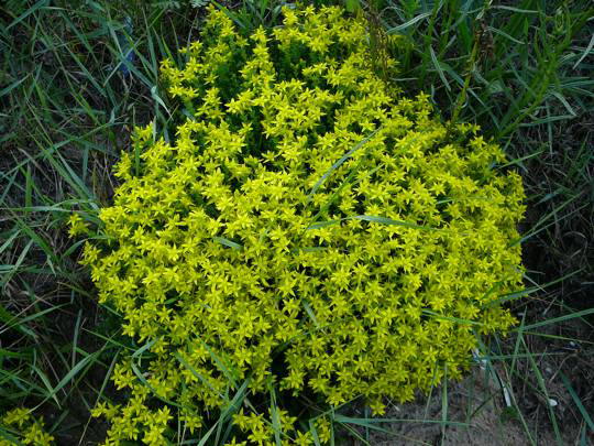 Scharfe Fetthenne (Mauerpfeffer) - Sedum acre